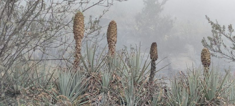 Puya membranacea, photographed by Santiago Martín-Bravo