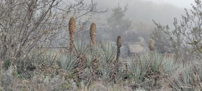 Puya membranacea, photographed by Santiago Martín-Bravo