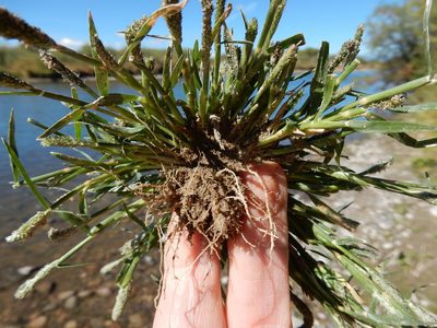 Sporobolus alopecuroides, photographed by Matt Lavin