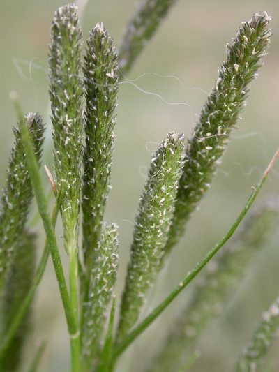 Sporobolus alopecuroides, photographed by Matt Lavin