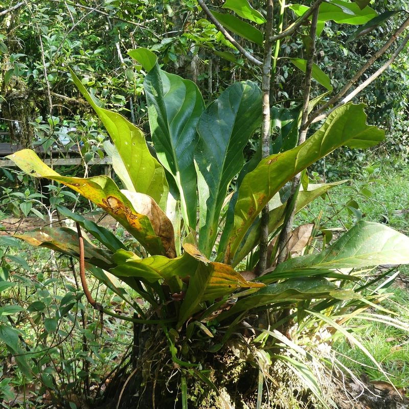 Anthurium jenmanii, photographed by Guillaume Delaitre