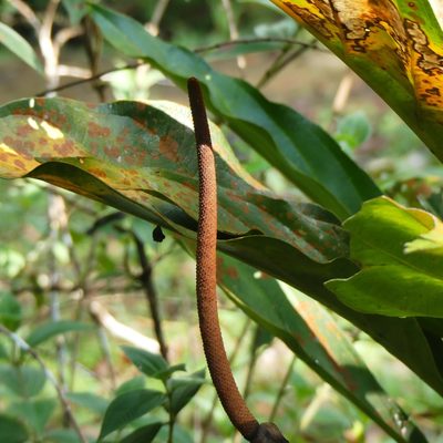 Anthurium jenmanii, photographed by Guillaume Delaitre