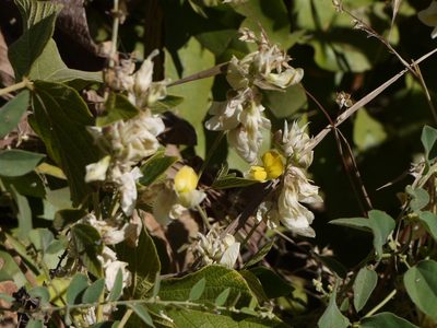 Paracalyx scariosus, photographed by Dinesh Valke