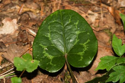 Asarum heterophyllum, photographed by Tom Field