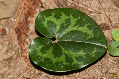 Asarum heterophyllum, photographed by Tom Field