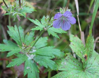 Geranium erianthum, photographed by 66dodge