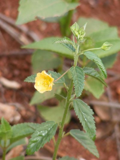 Sida lancifolia, photographed by Andrew Deacon