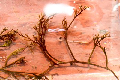 Podostemum ceratophyllum, photographed by Tom Field