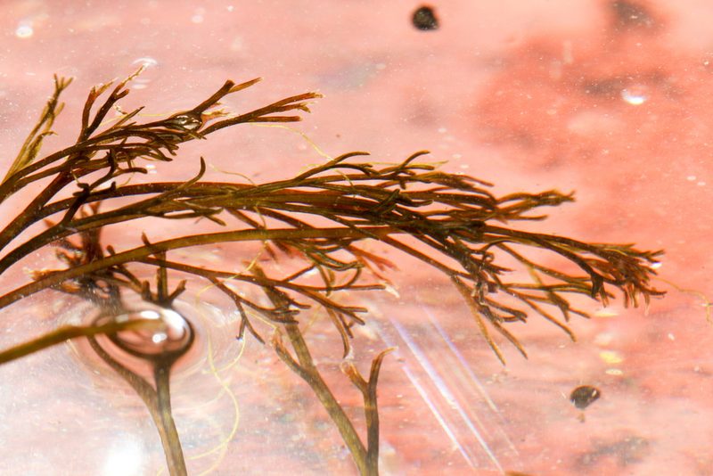 Podostemum ceratophyllum, photographed by Tom Field