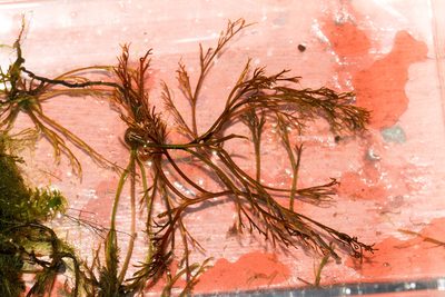 Podostemum ceratophyllum, photographed by Tom Field