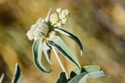 Croton lindheimeri, photographed by Jay Pruett