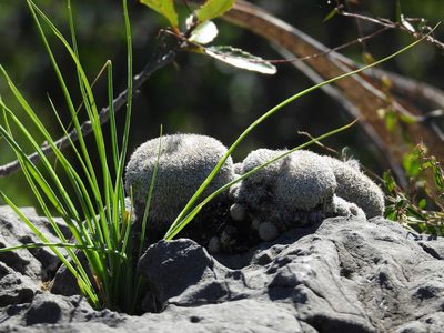 Epithelantha micromeris, photographed by Leticia Jiménez Hernández