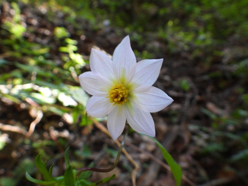 Dahlia tubulata, photographed by Leticia Jiménez Hernández