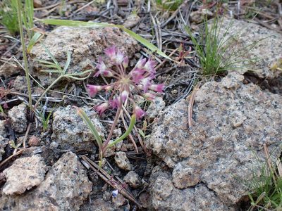 Allium campanulatum, photographed by John Brew
