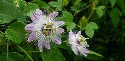 Passiflora ciliata, photographed by Leonardo O. Alvarado Cárdenas