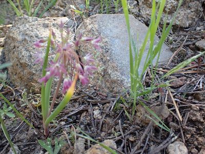 Allium campanulatum, photographed by John Brew