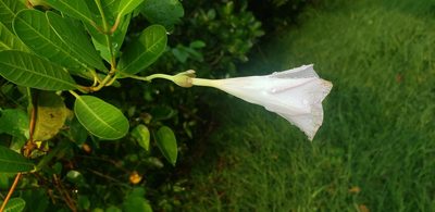 Rhabdadenia biflora, photographed by Leonardo O. Alvarado Cárdenas