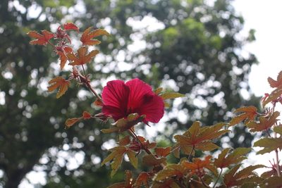Sabdariffa acetosella, photographed by Sabarni Sarker
