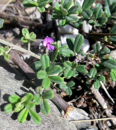Indigofera outrampsii, photographed by Di Turner