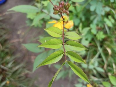Senna occidentalis, photographed by Sabarni Sarker