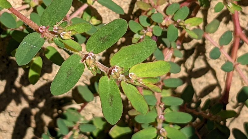 Euphorbia humistrata, photographed by Joseph Aubert