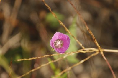 Anoda cristata, photographed by Ruth Gutiérrez Oliveros