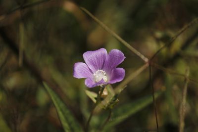 Anoda cristata, photographed by Ruth Gutiérrez Oliveros