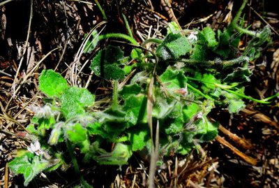 Lobelia ardisiandroides, photographed by Di Turner