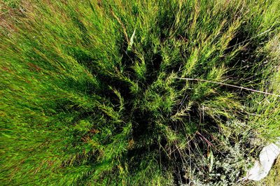 Cliffortia aculeata, photographed by Di Turner