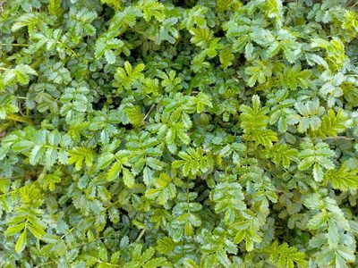 Acaena pallida, photographed by John Barkla