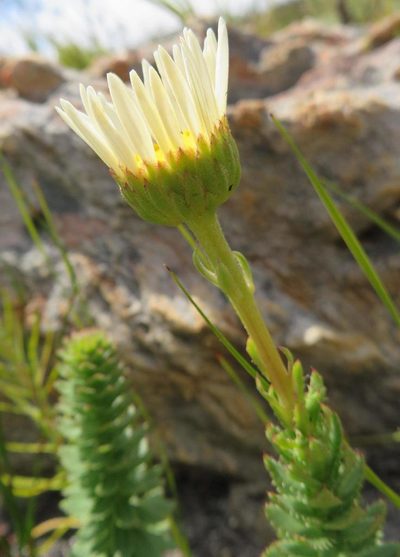 Osmitopsis glabra, photographed by linkie