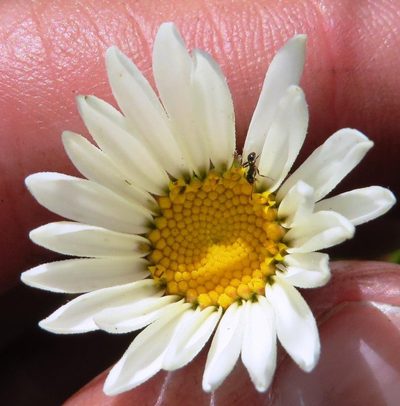 Osmitopsis glabra, photographed by linkie