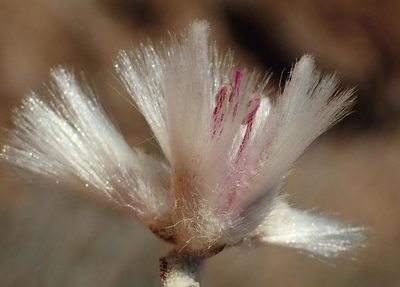 Calicorema capitata, photographed by Nicola van Berkel