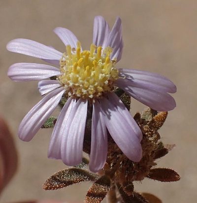 Amellus nanus, photographed by Nicola van Berkel