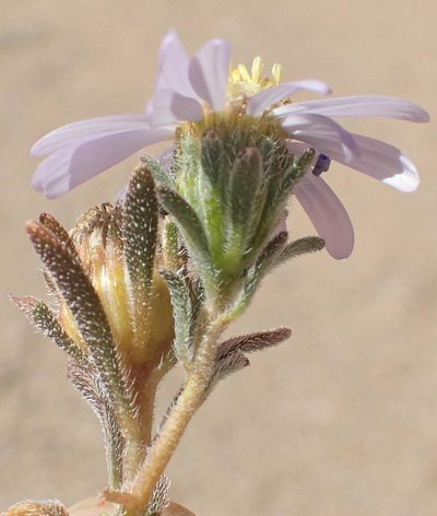 Amellus nanus, photographed by Nicola van Berkel