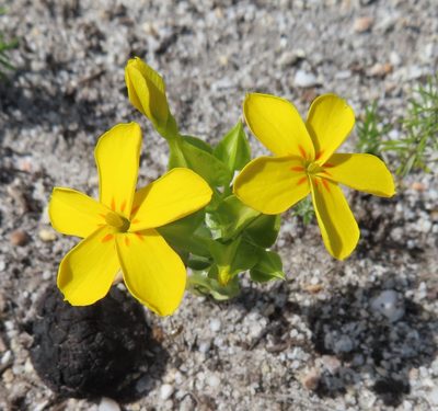 Sebaea exacoides, photographed by linkie