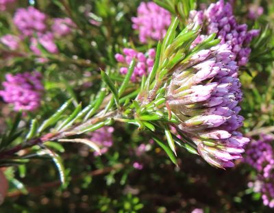 Metalasia erubescens, photographed by linkie
