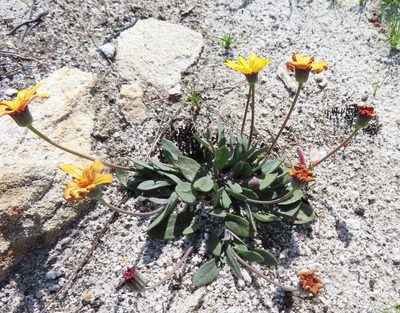 Othonna bulbosa, photographed by linkie