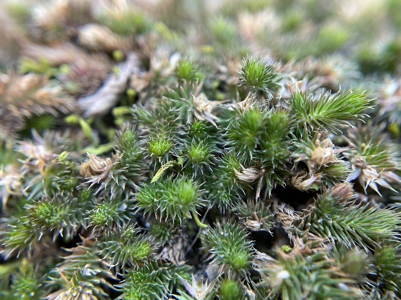 Selaginella afrorum, photographed by Matt Berger