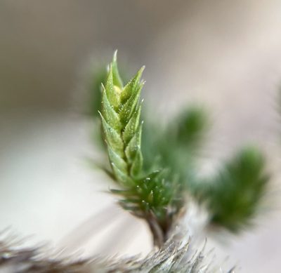 Selaginella afrorum, photographed by Matt Berger