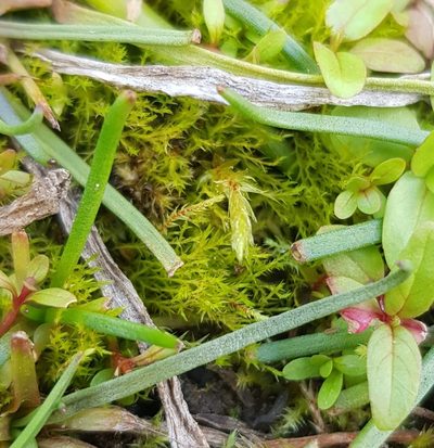 Archidium alternifolium, photographed by Helen Waterman