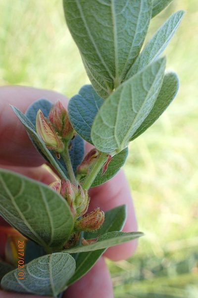 Rhynchosia woodii, photographed by Peter Warren