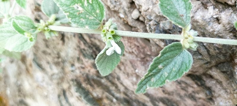 Leucas lanata, photographed by Ramnarayan K
