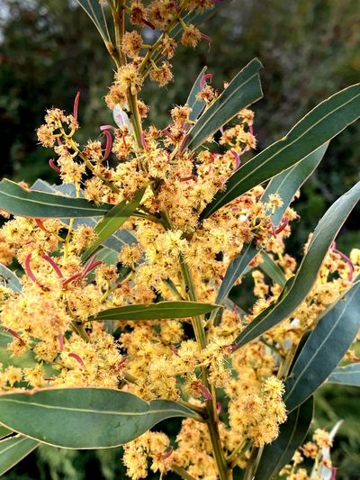Acacia rubida, photographed by Lukas Clews