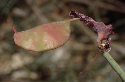 Adenolobus garipensis, photographed by Nicola van Berkel