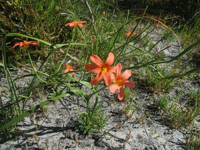 Moraea flaccida, photographed by A.J. Anderson