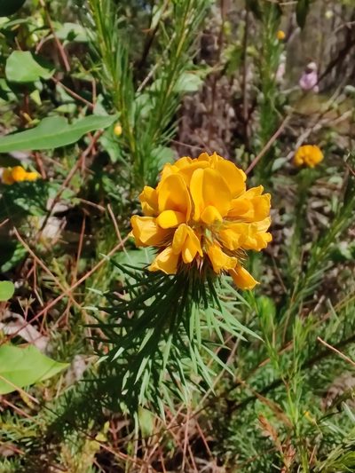 Pultenaea stipularis, photographed by Nathan Ruser