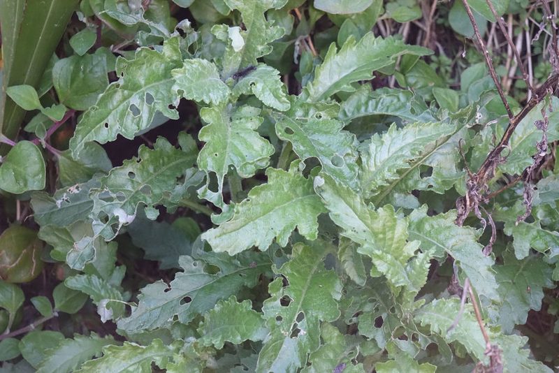 Senecio biserratus, photographed by John Barkla