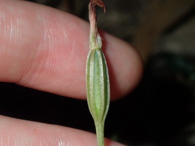 Pterostylis oblonga, photographed by Thomas Mesaglio
