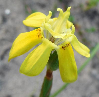 Moraea bituminosa, photographed by Charles Stirton
